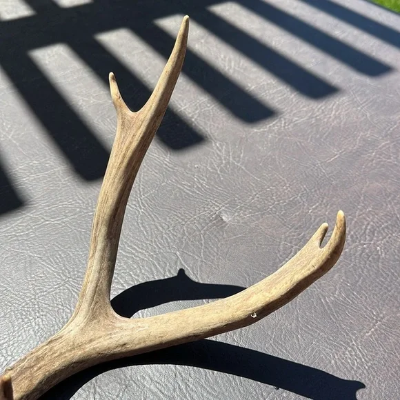 Dear antler shedding, real authentic display - Picture 3 of 7